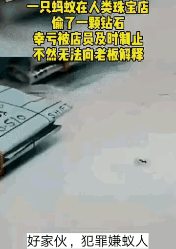 有一说一，蚂蚁偷钻石，换谁都不相信吧…