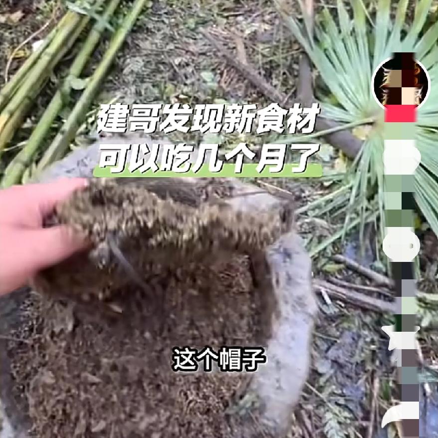 谁懂啊！张家界荒野求生赛直接变成“资源捡漏大赛”，建哥找到能吃几个月的新食材