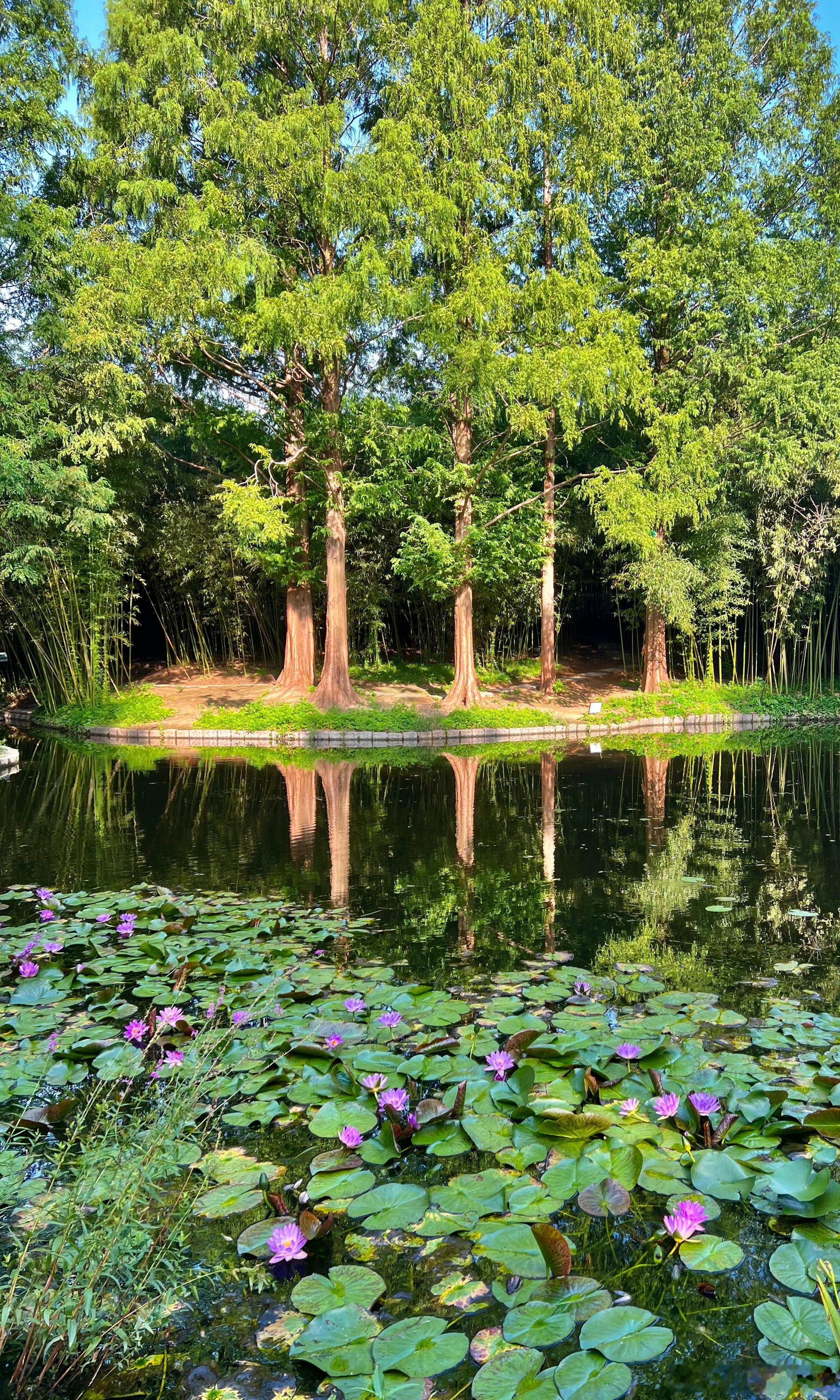 北京市紫竹院公园翠湖莲花盛开摄影​​​