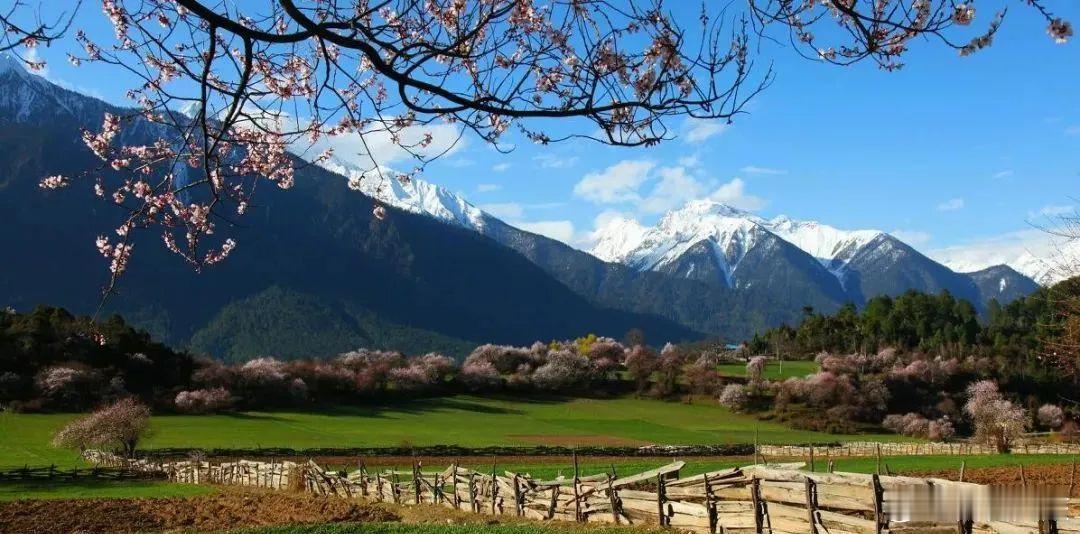 【4月1日桃花节波密分会场开幕，解锁冰川与桃花的梦幻之约】桃花节当雪域