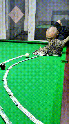 主人打台球的时候，也把小狸花猫带到球桌上陪着。桌上还摆好了纸币当障碍，专门练习打