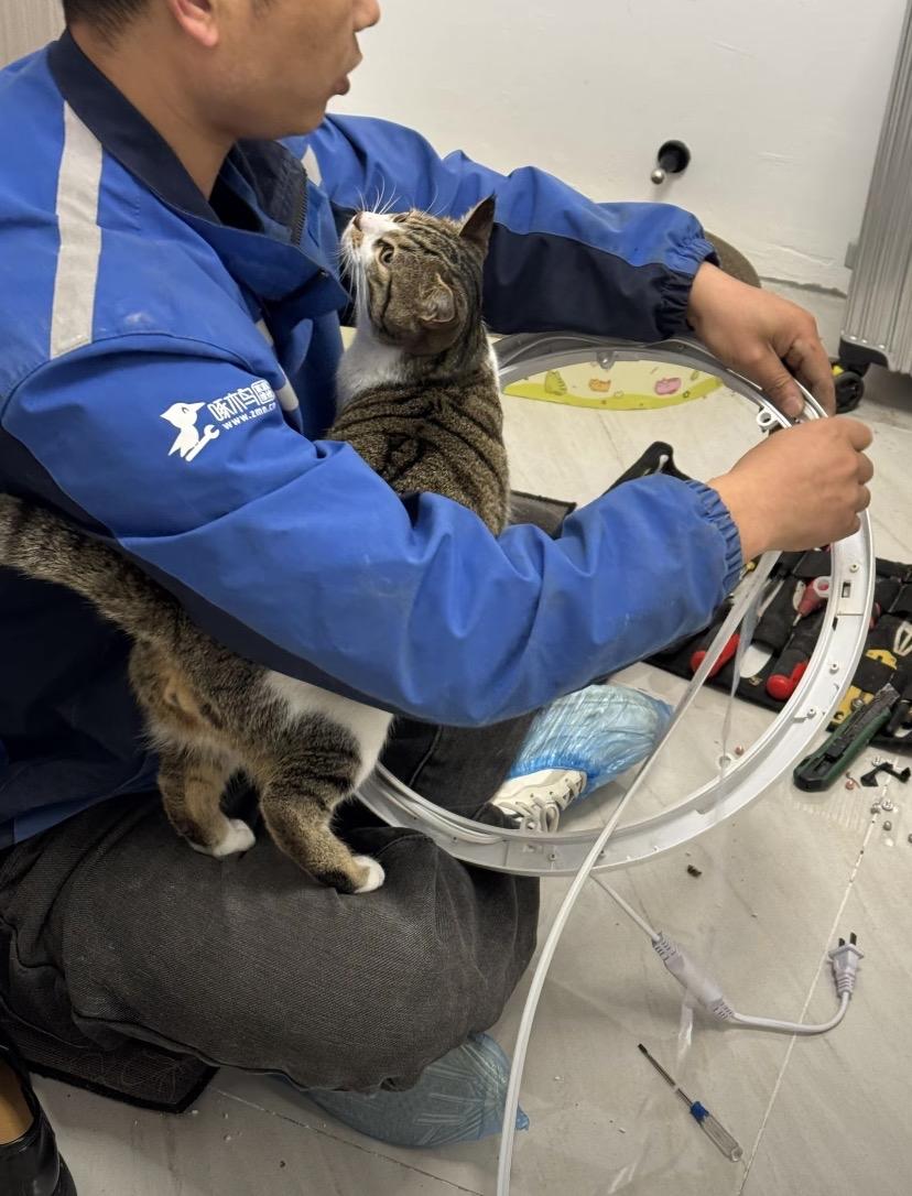 网友家的社牛猫咪们最后附上一张社恐猫咪