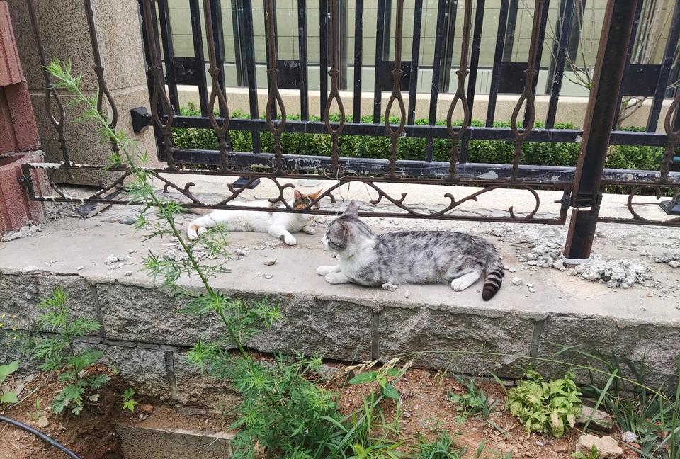 刚捡回家的二哈太能吃了，家里的猫粮肉眼可见地要见底了，今早我依依不舍地把购物车里