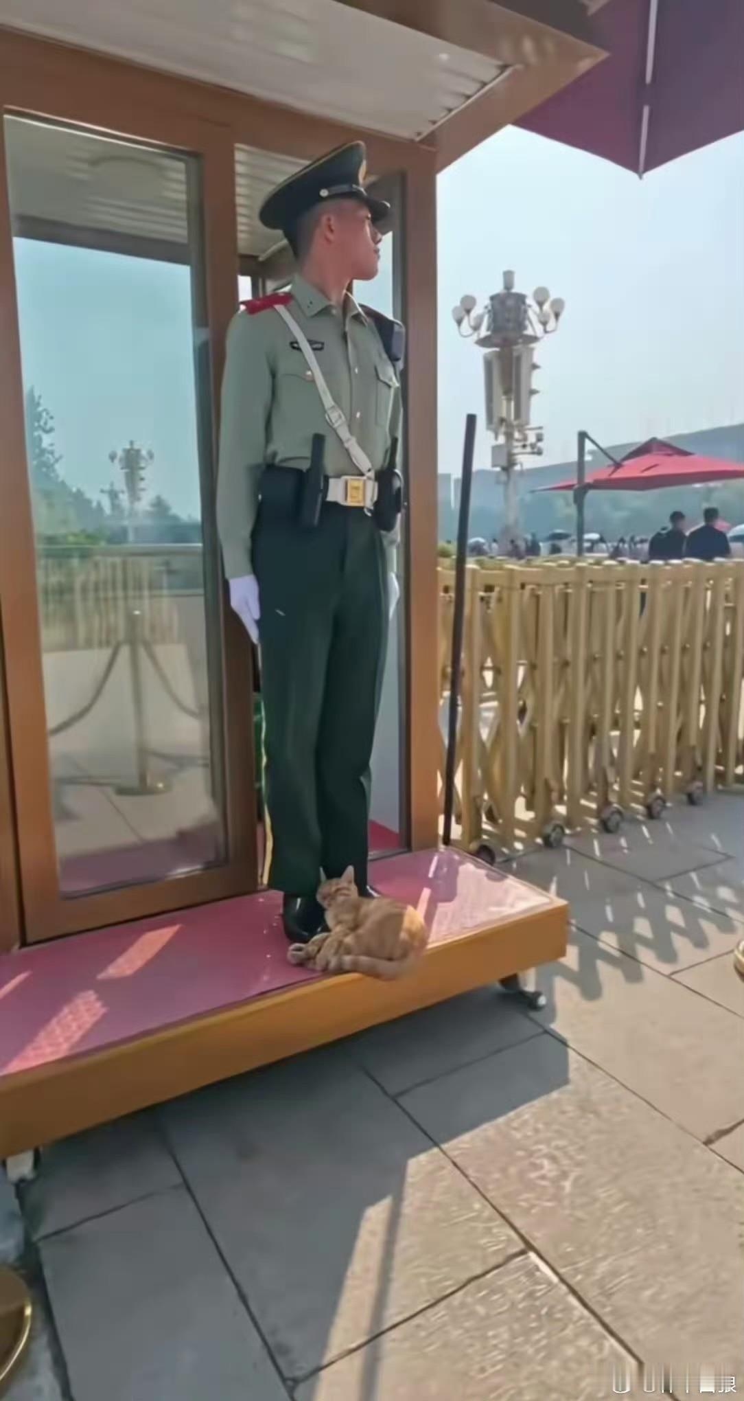 天安门广场，一只流浪大橘找到了全中国最安全的午睡地点。