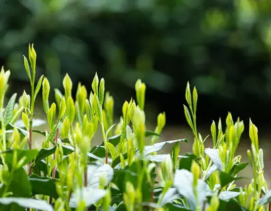 太平猴魁——绿茶之王全解