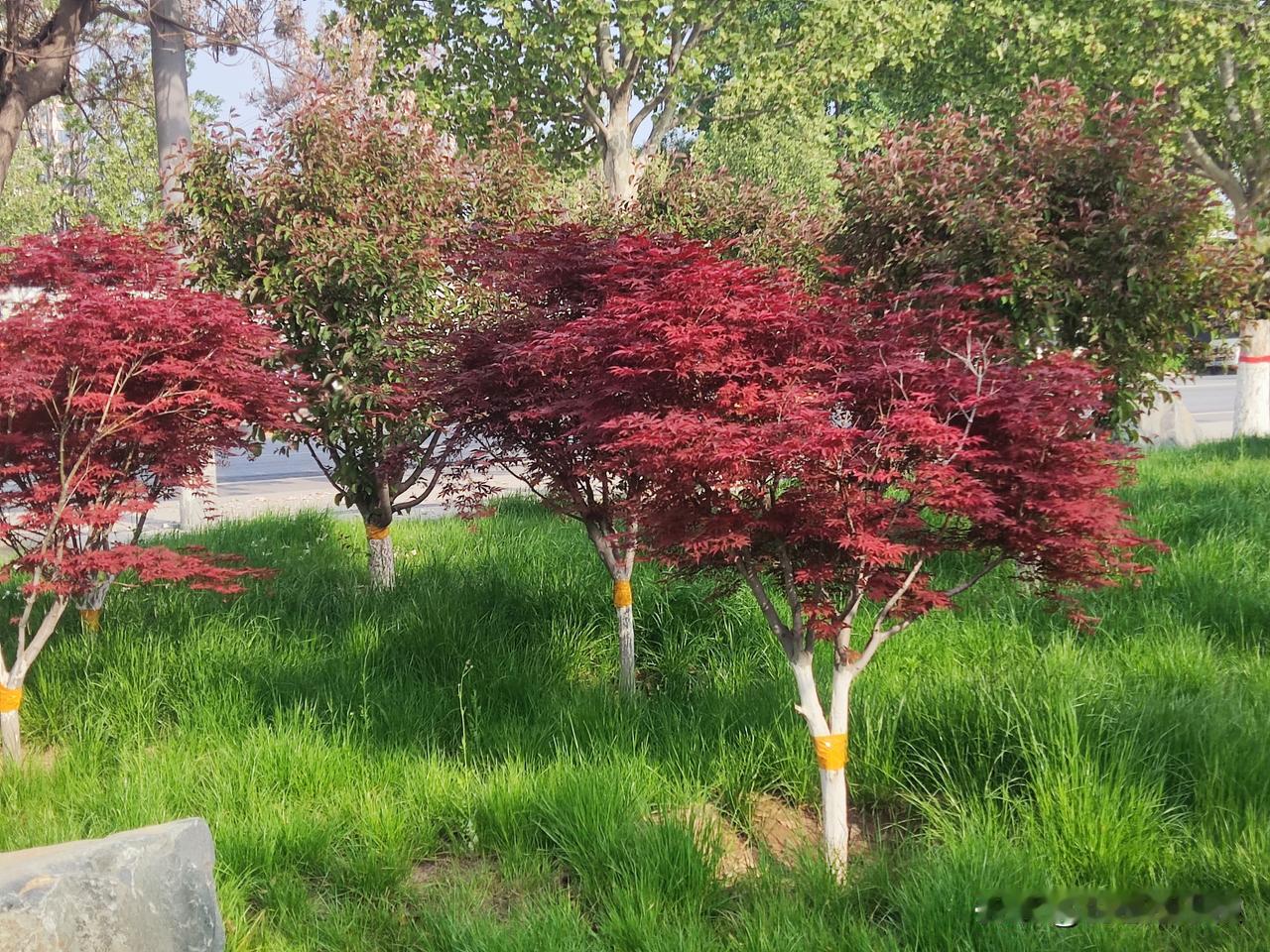 当初好心给大姑姐女儿介绍个男朋友，俩人处的不错，后来也结婚了，结果我这个媒人当的