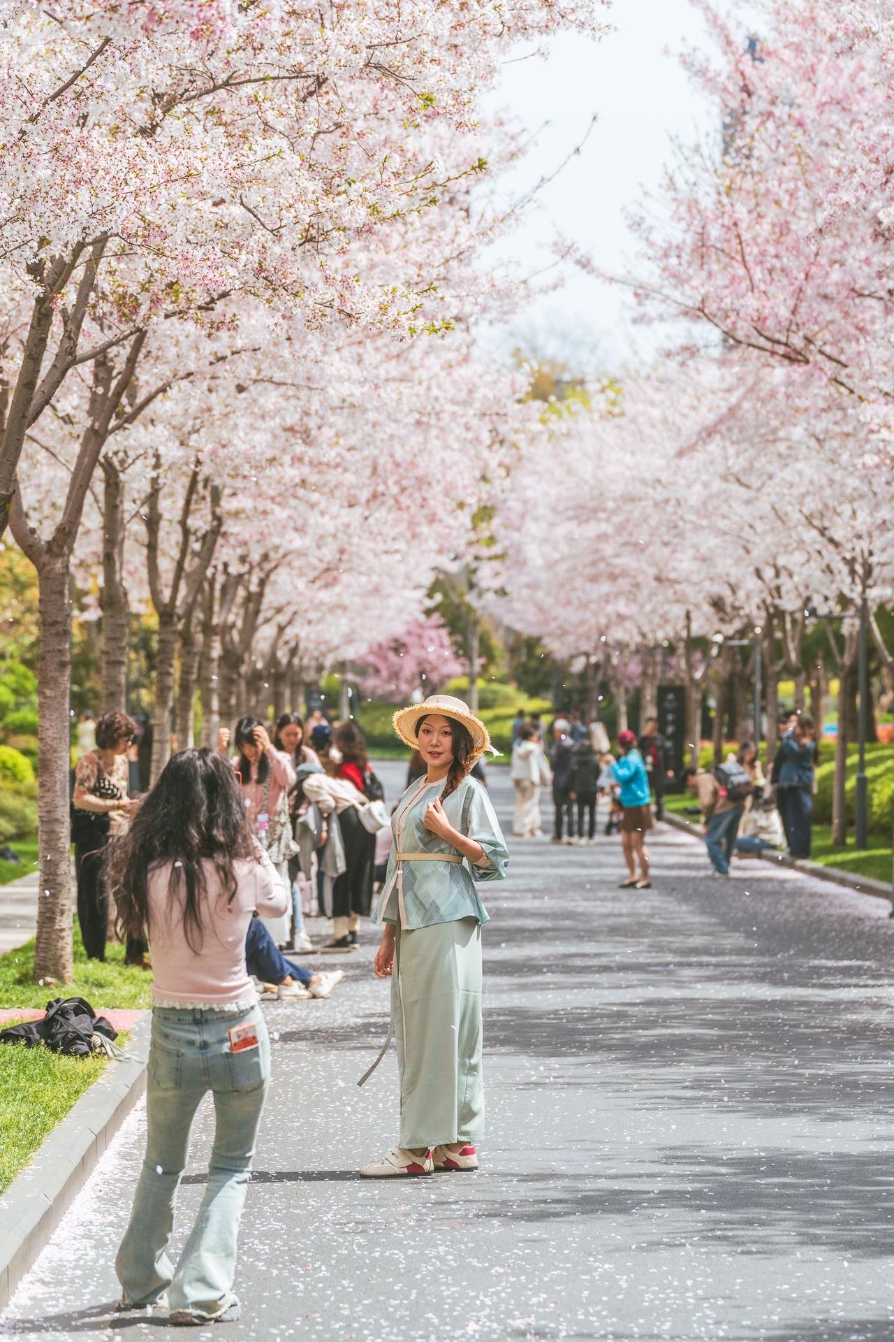 一条樱花小道，撑满半个春天南京