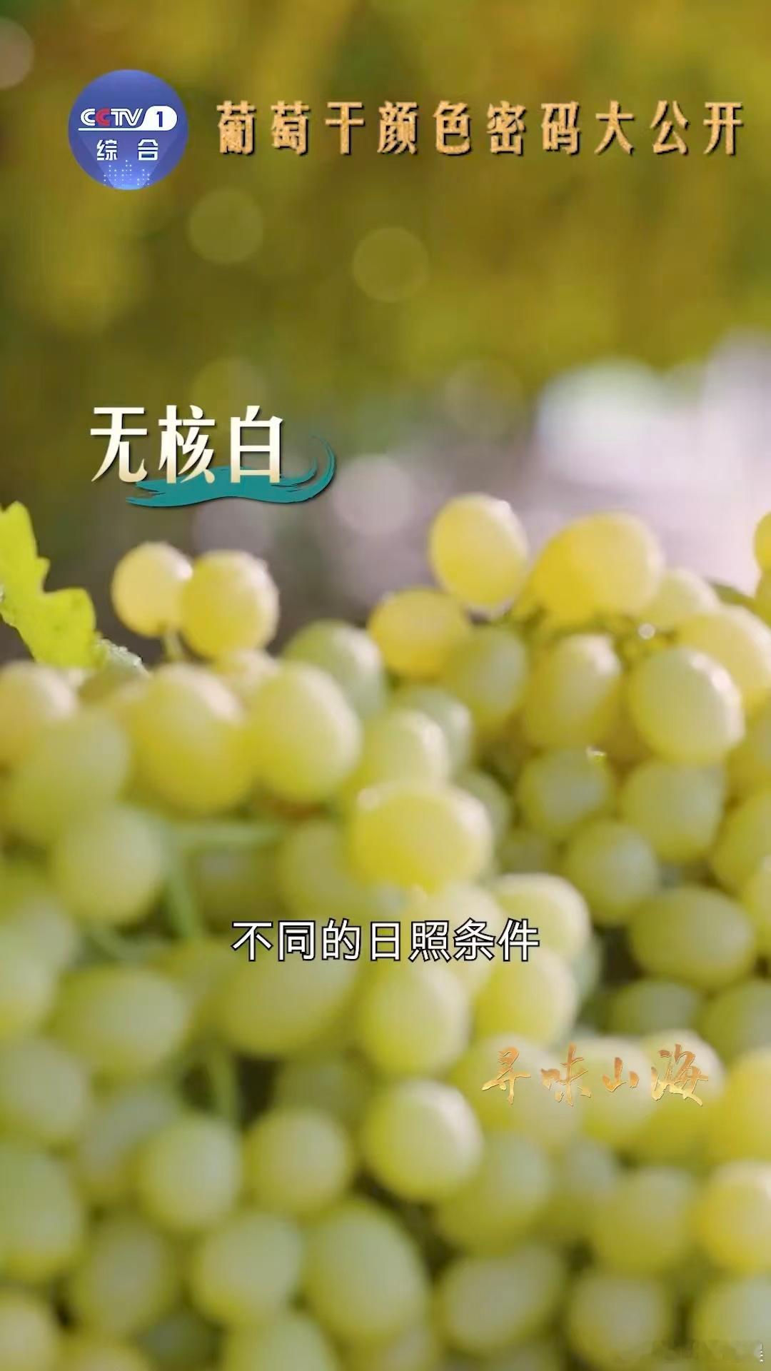 新疆买葡萄干也分色号家人们谁懂啊！新疆的葡萄干居然也分“色号”，就像给葡萄干开