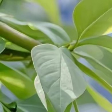 池塘里，荇菜悄然成星。荇菜的叶片纤细而生动，连着水草摇曳生姿，轻轻点缀在池塘的每