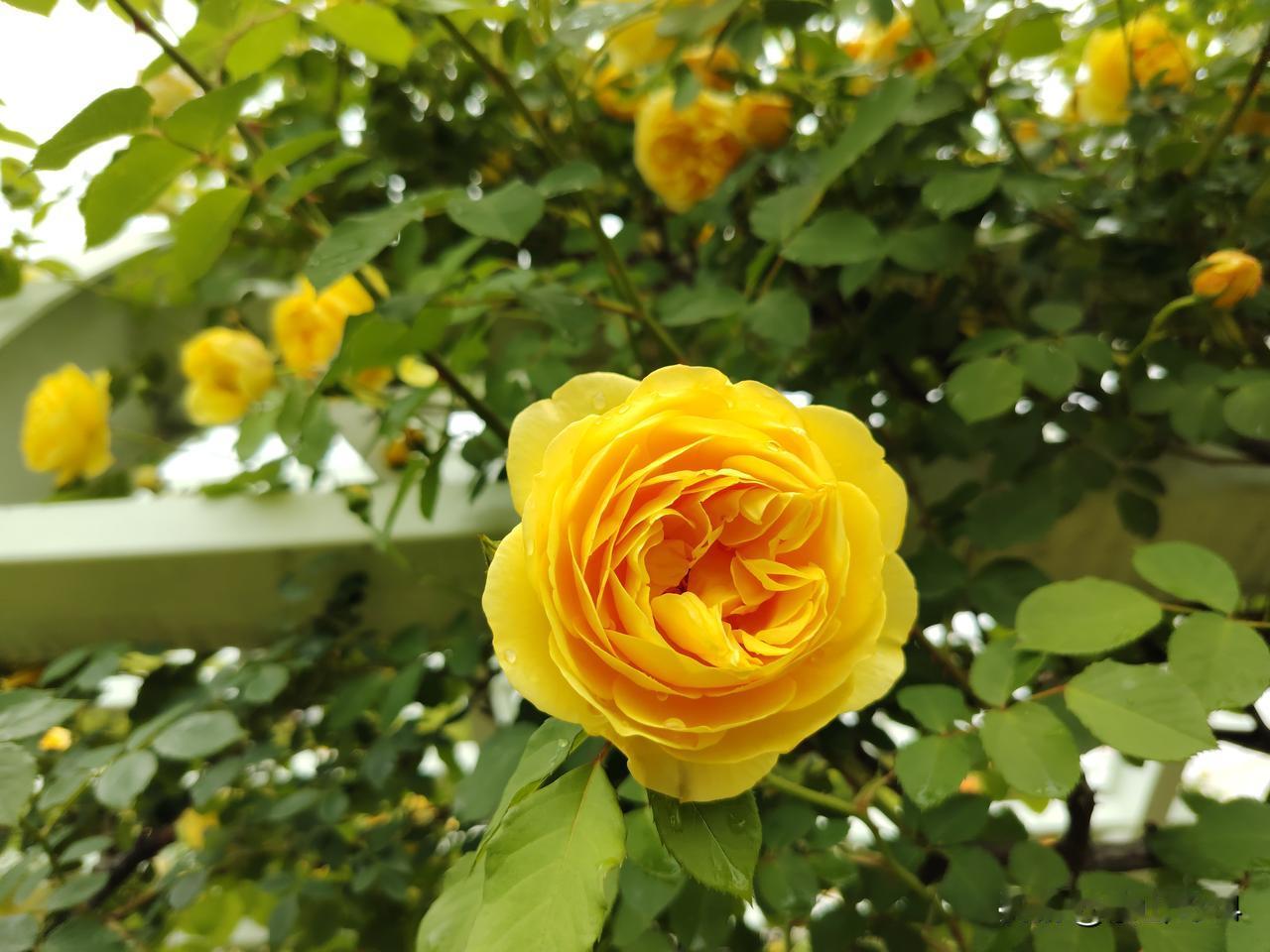 南京卡子门21世纪广场月季已盛开此广场有一个著名标志，远远就可以看到，3