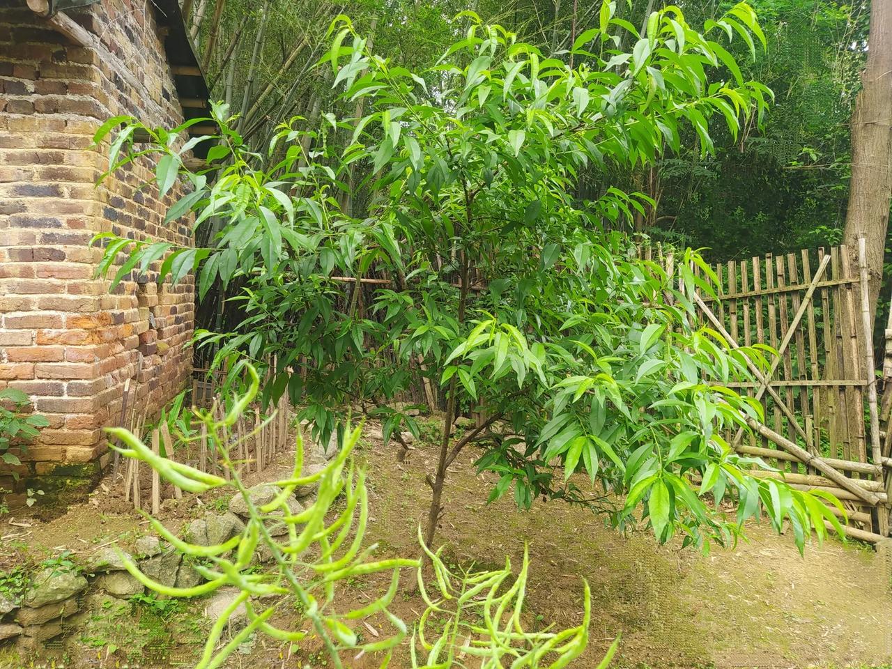 朋友们！你们那里的桃树，今年都有结桃子吗？图1这棵桃树，是我来这山居的头一年