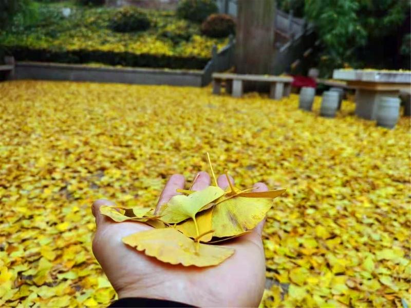 看到“秋雨无心敲落叶”这个上联，一下子就来了兴致。我觉得“春风有信染繁花”对得很