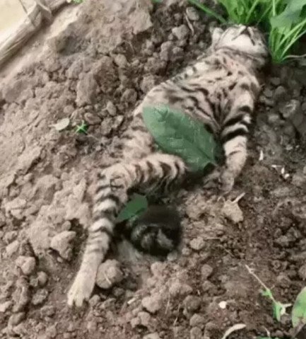 女子投喂的狸花猫倒地，模样让人心疼，希望它能平安无事