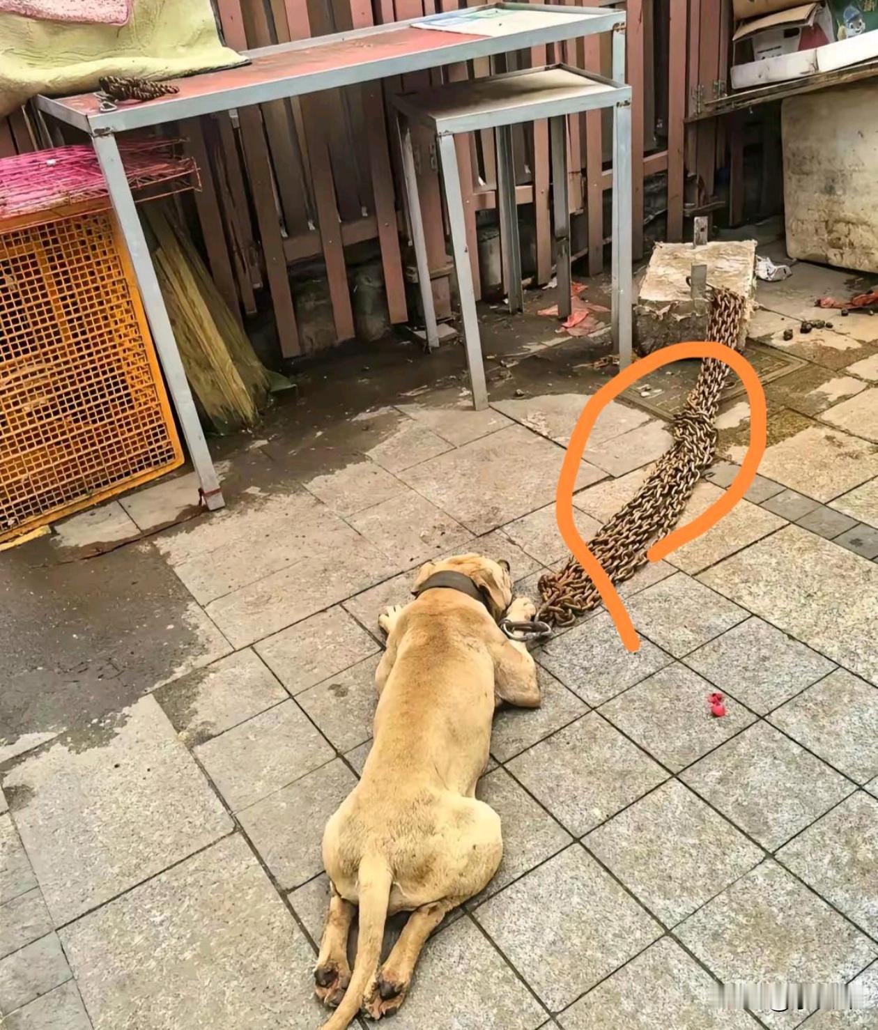 这狗是犯了天条吗？
