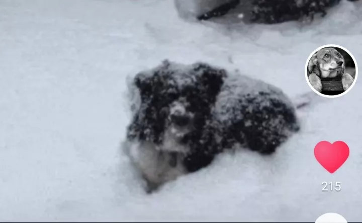 当我们拥抱了冬天的美景，准备迎接下一个春暖花开的季节时，它们却永远留在了那个冰冷