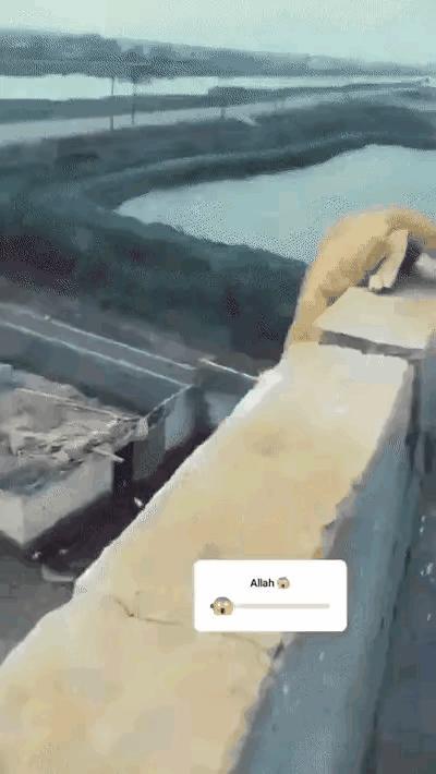 “猫确实有九条命”一只猫咪一点一点的爬到了男子家楼顶，男子看到后觉得楼层太高，猫