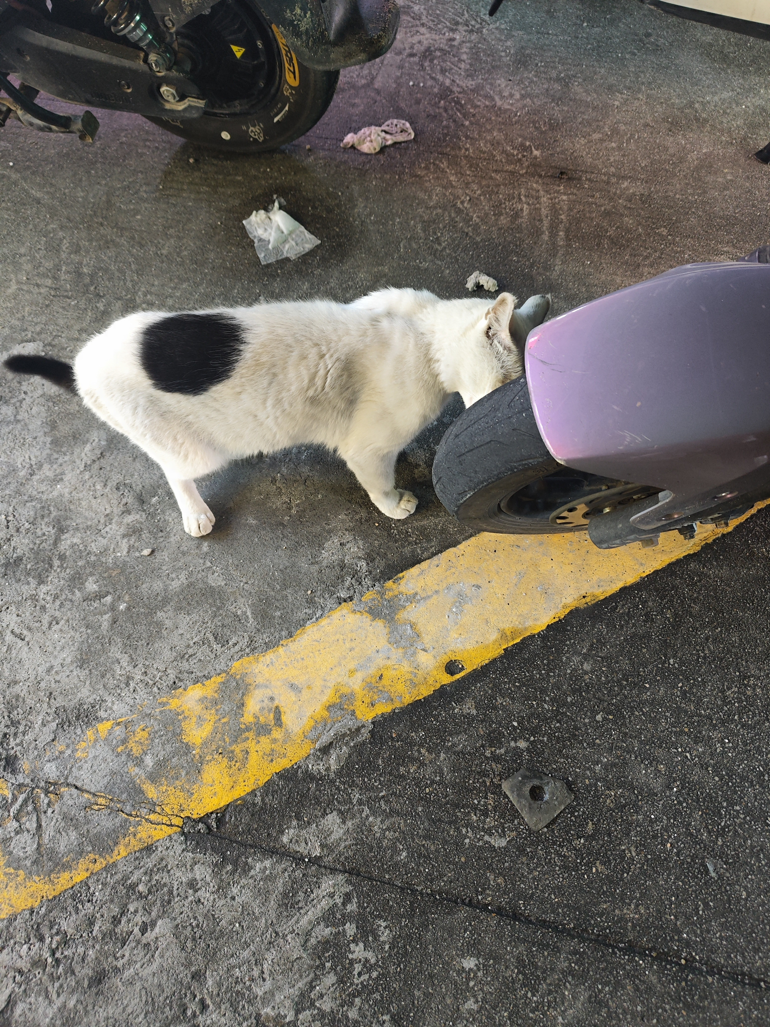 路边的小猫咪