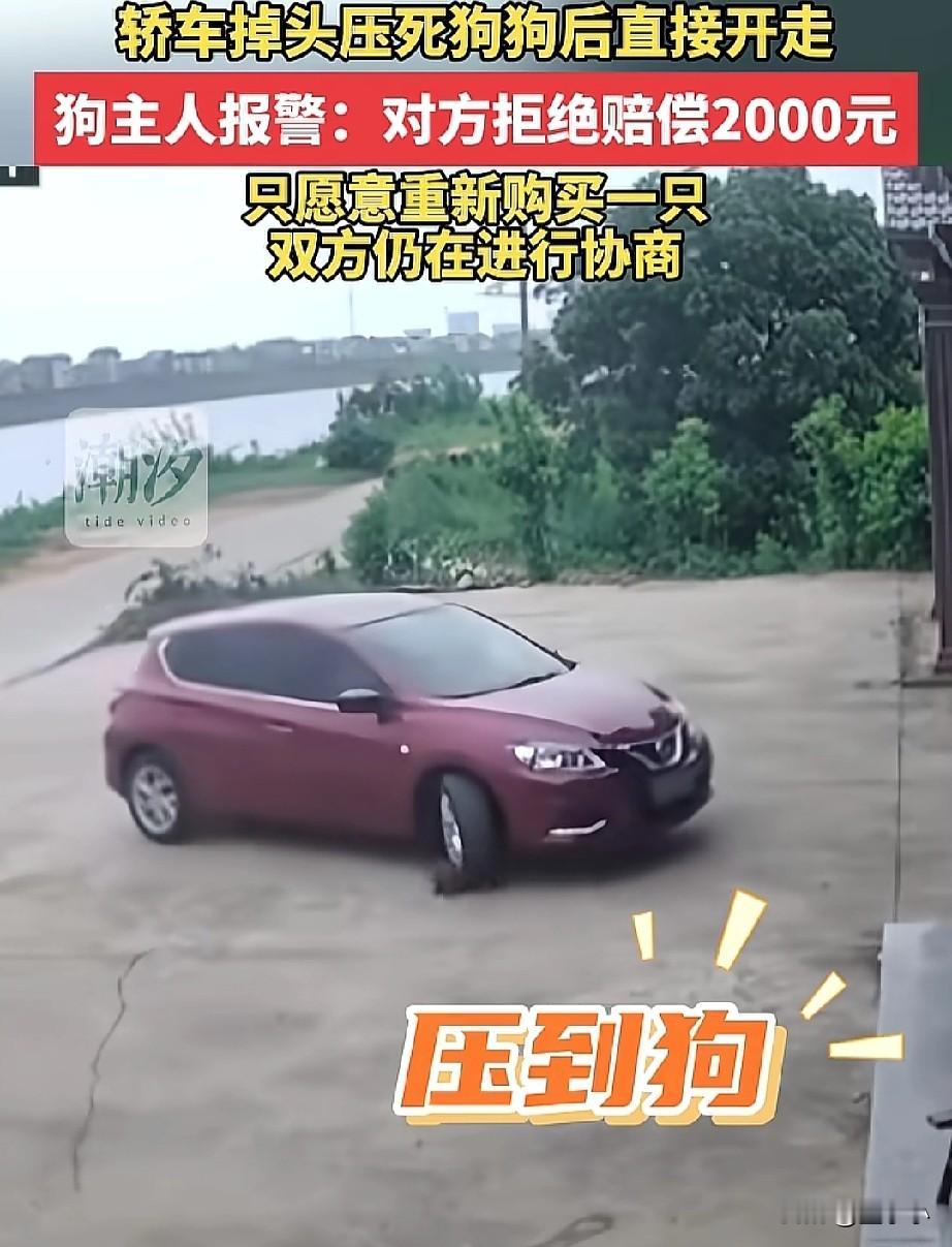 江西，一轿车掉头碾压宠物狗直接跑路，主人索赔2000遭拒，对方只愿意购买一只新的