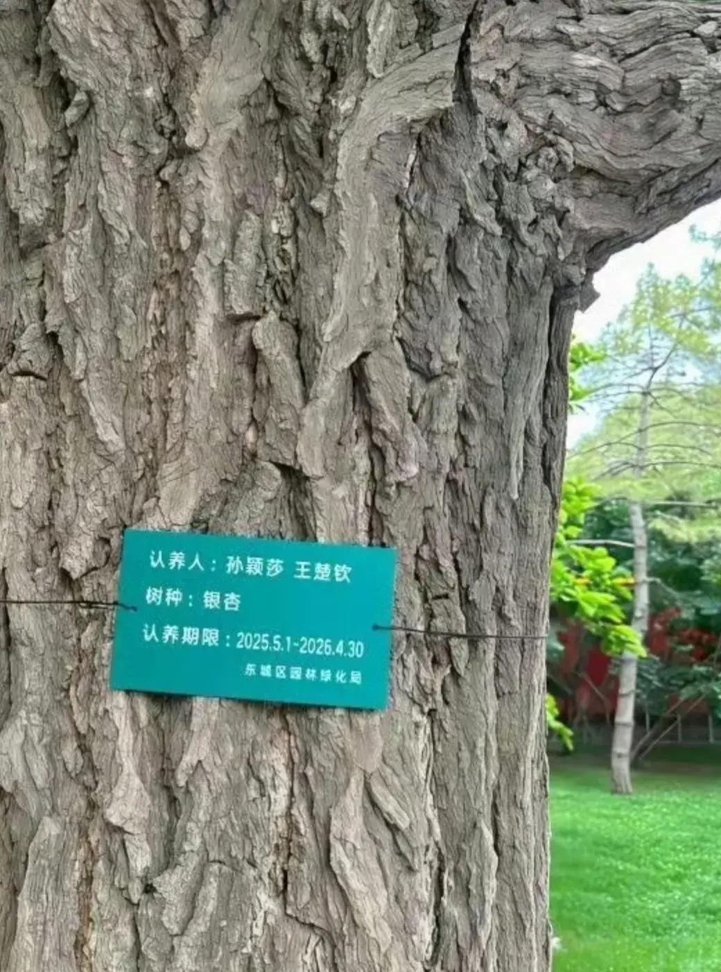 5月的北京天坛公园，古柏苍翠间又添一抹温情。奥运混双冠军孙颖莎与王楚钦携手认养了