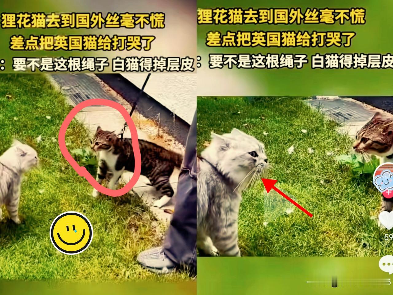 好家伙，一只中华狸花猫漂洋过海到了英国，这下可不得了！从它落地那刻起，附近的猫猫