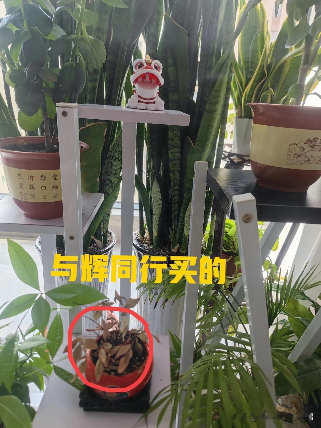 为什么你们在与辉同行买的花样的那么好？花开的也那么好？这个花我因为养的不合适