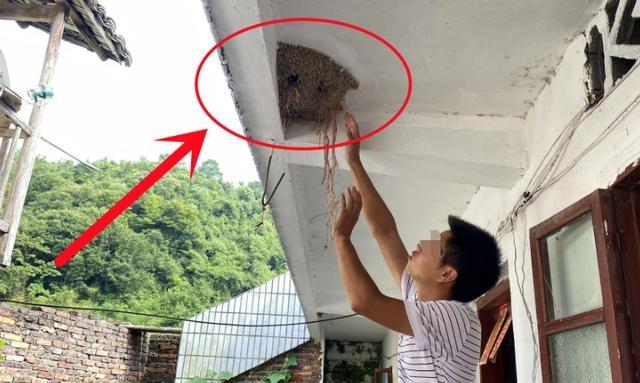 燕子为什么会把幼崽踢出窝？一位60岁的农村老人告诉我，掉下窝的燕子千万不要用手捡