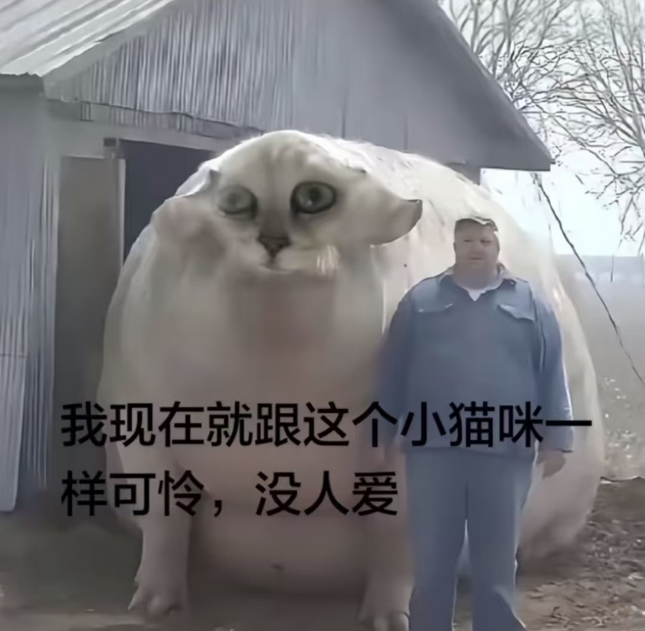 午餐完了又做出答辩餐了。。这个鱼从煎的时候鱼皮破了开始我就知道完蛋了而且还好腥