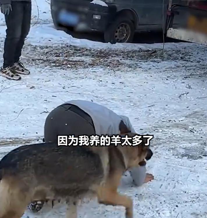 泪目！山西，一男子卖羊，可在羊群上车准备拉走时，男子却突然跪在雪地上给羊群送行，