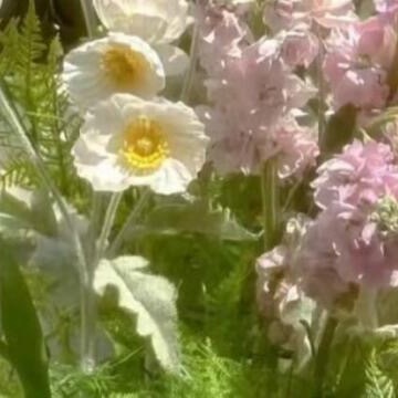 0000梅花在寒冬绽放，不是不怕冷，是知道冬天越冷，春天的花越香。所有的坚持，都