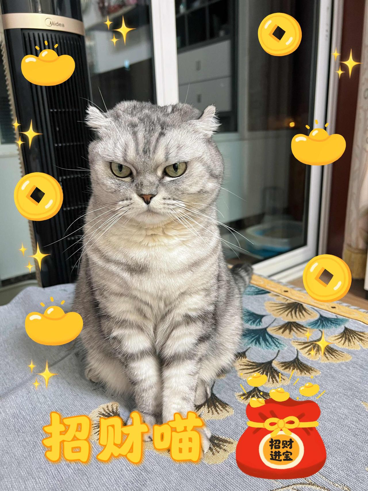 以一张照片记录你家猫咪的可爱