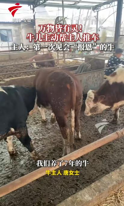 万物皆有灵！安徽，一对夫妻的养殖场里有六七百头牛，但有一头牛却通“灵性”，每次看