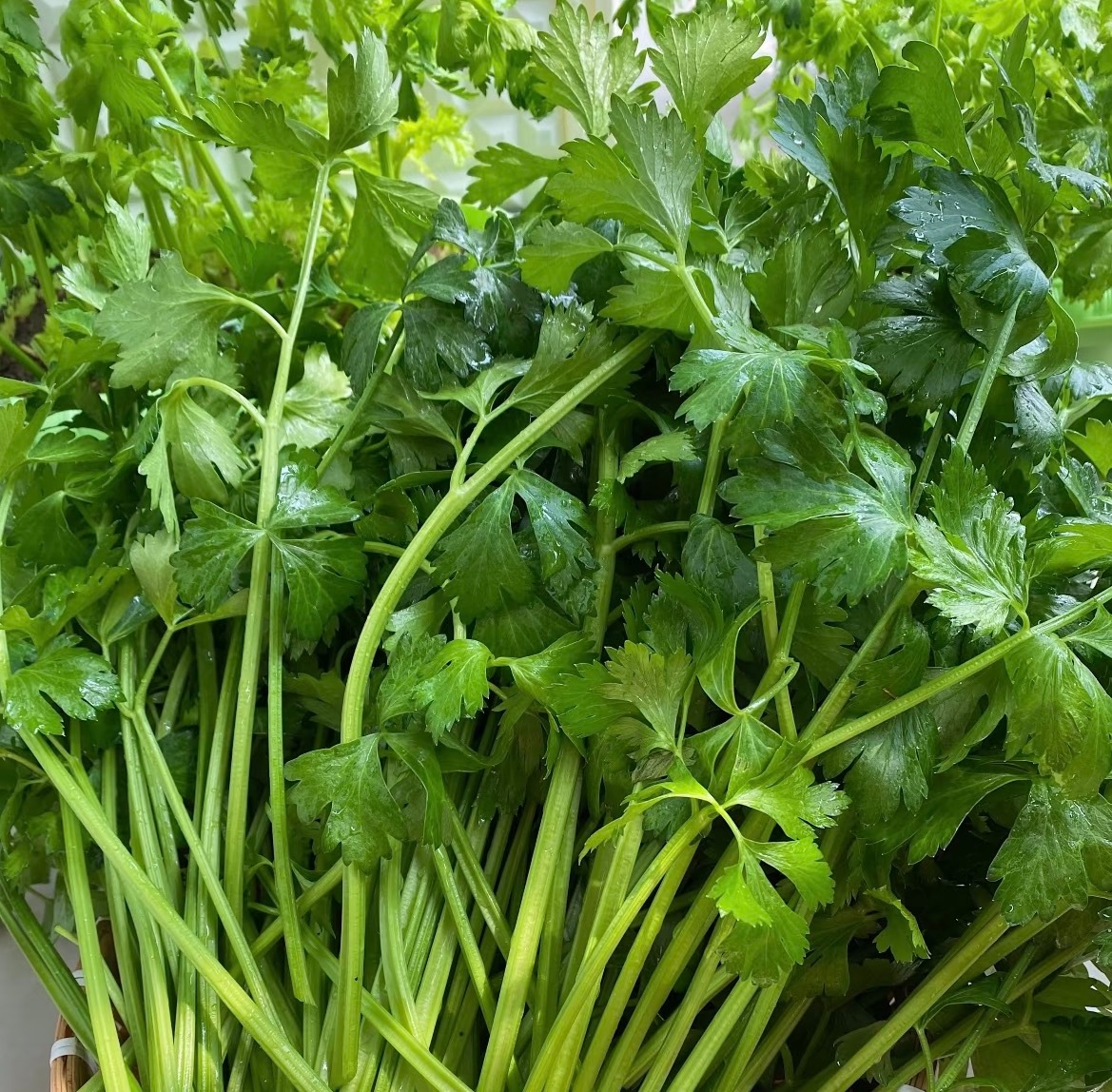 种植种植芹菜的种植方法一、种植时间芹菜对环境的适应性较强，可以一年四季播种