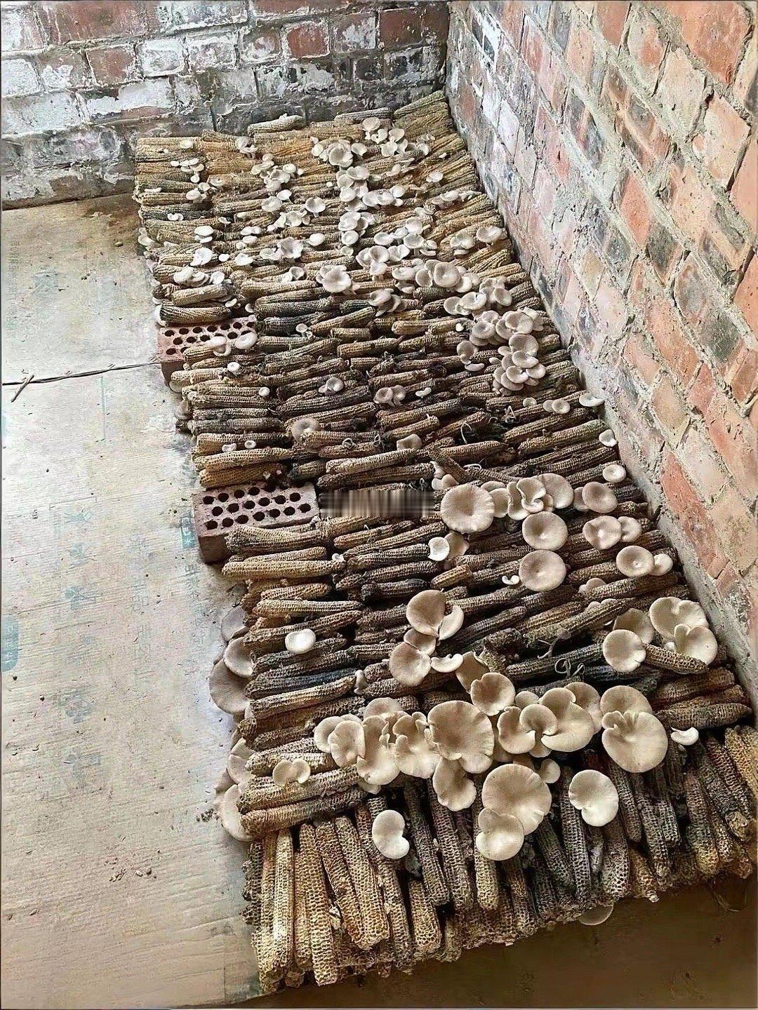 玉米棒居然还能这样用，长见识了