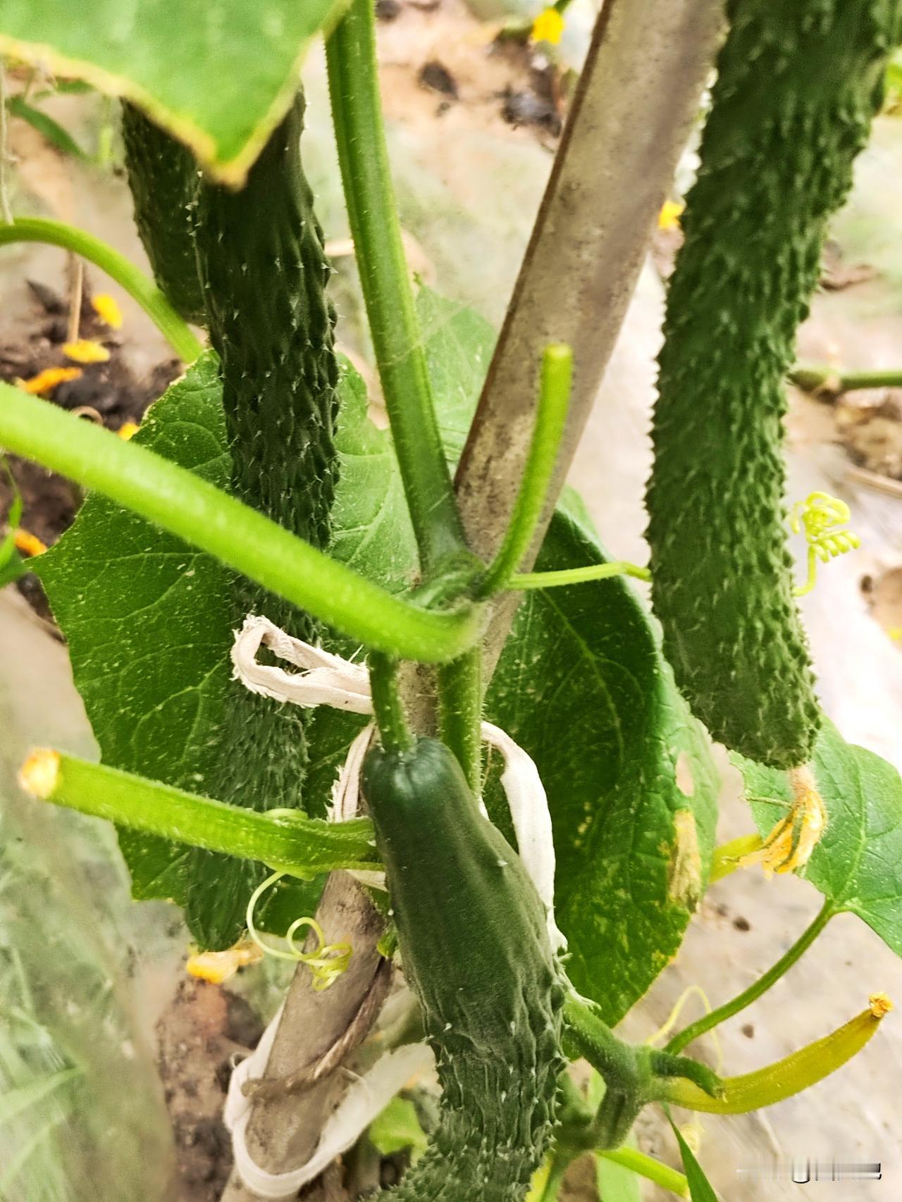 小菜园瓜果均已结果实，是一件非常开心的事。辣椒🌶️，茄子🍆，黄瓜，苦瓜均
