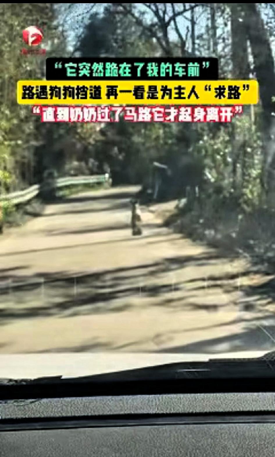 科学也解释不清了！近日安徽广德，女子跟老公开车回家时在路上遇见了一只双腿站立行走