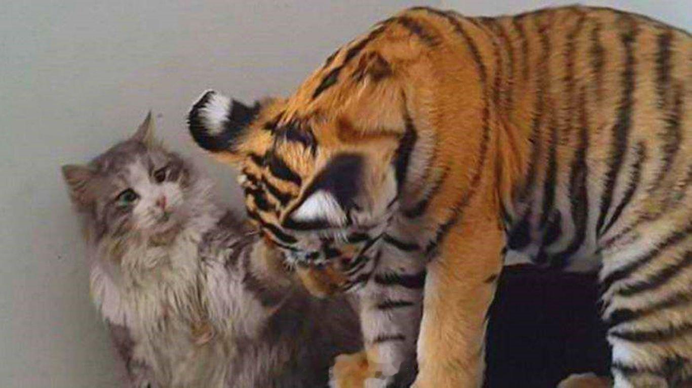 小猫误入虎园被捕食你印象中的的猫与虎，“师傅与徒弟”实际上的猫与虎，有菜送上门