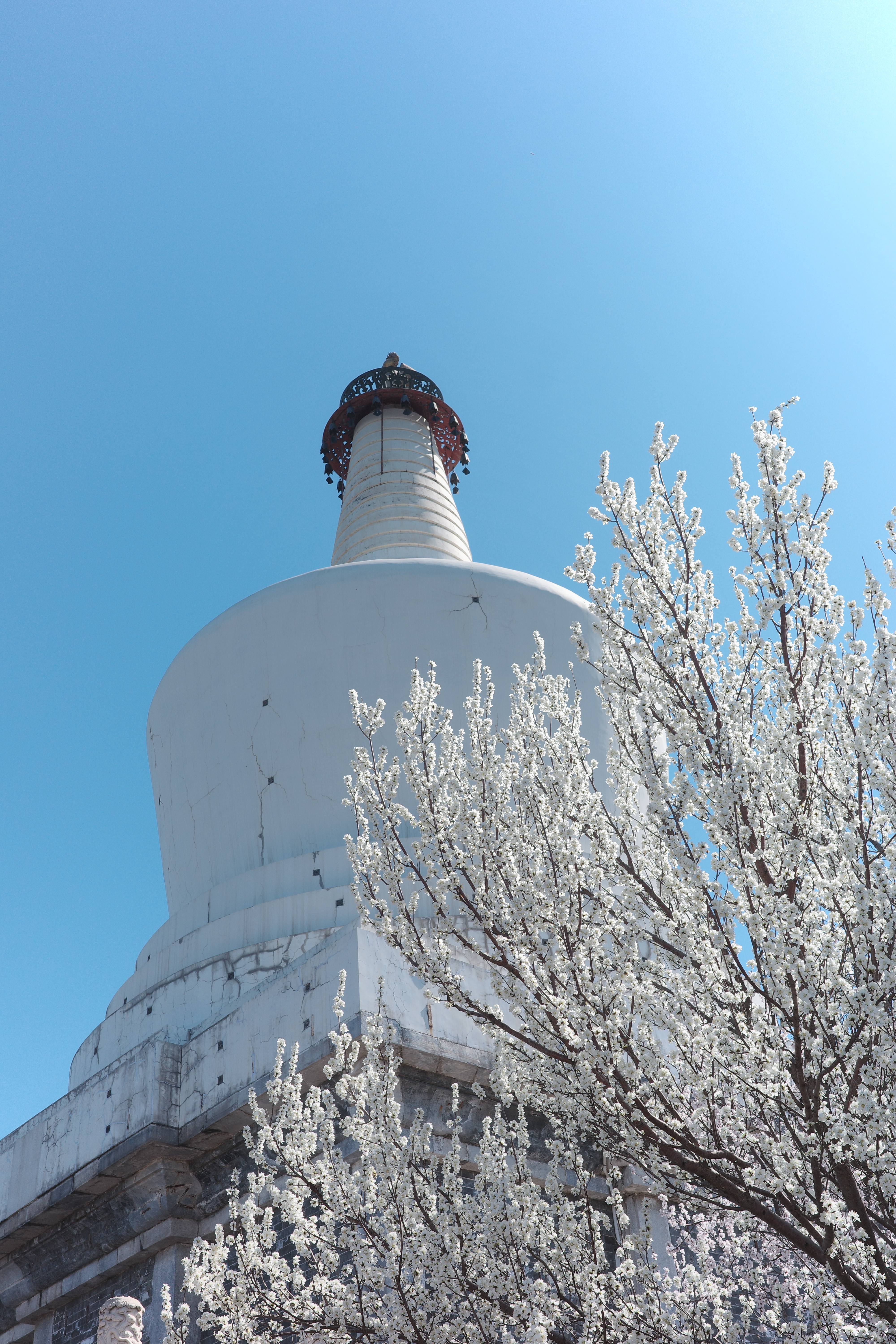 杳杳春来时  摄影