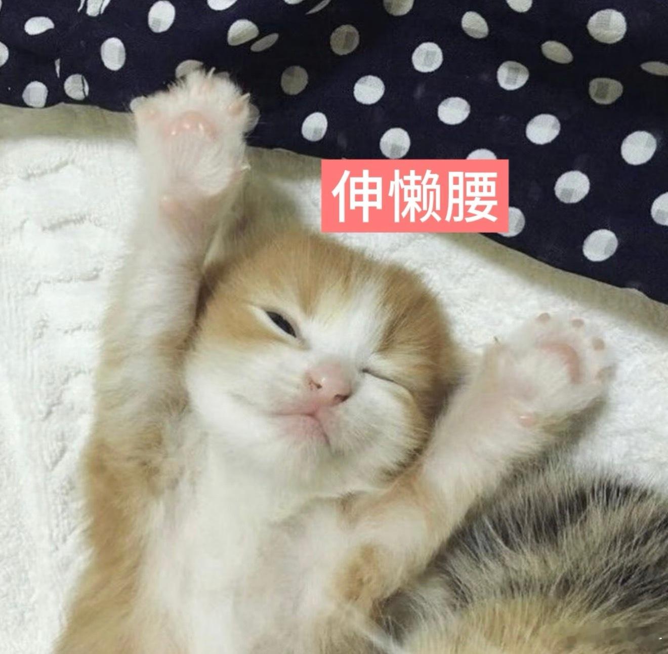 咪伸懒腰