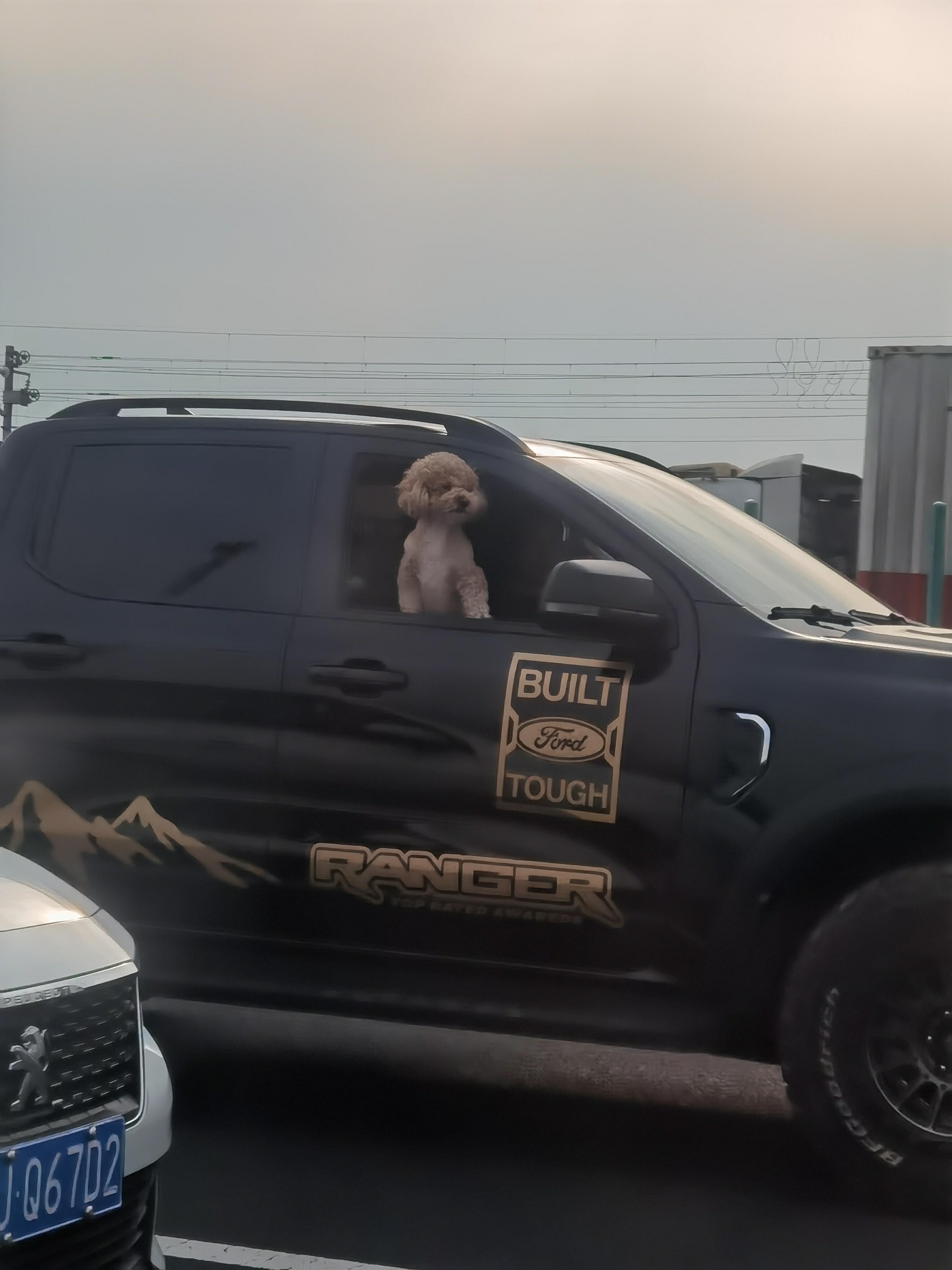 小狗：前方堵车