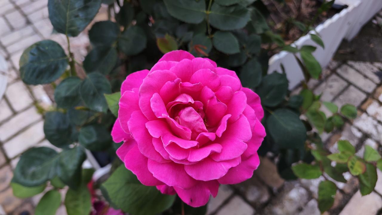 月季花粉色月季紫色月季花卉摄影治愈系风景