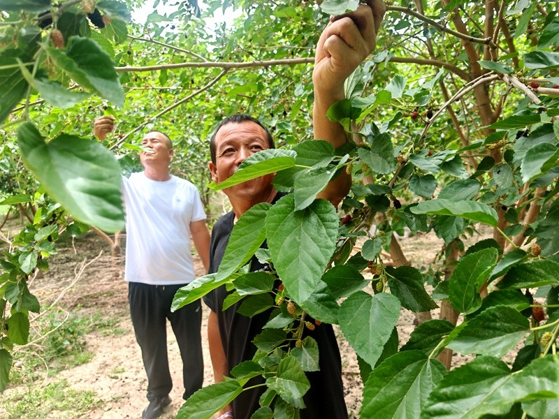 宁夏同心县: 桑葚丰收季 甜蜜采摘助力乡村振兴