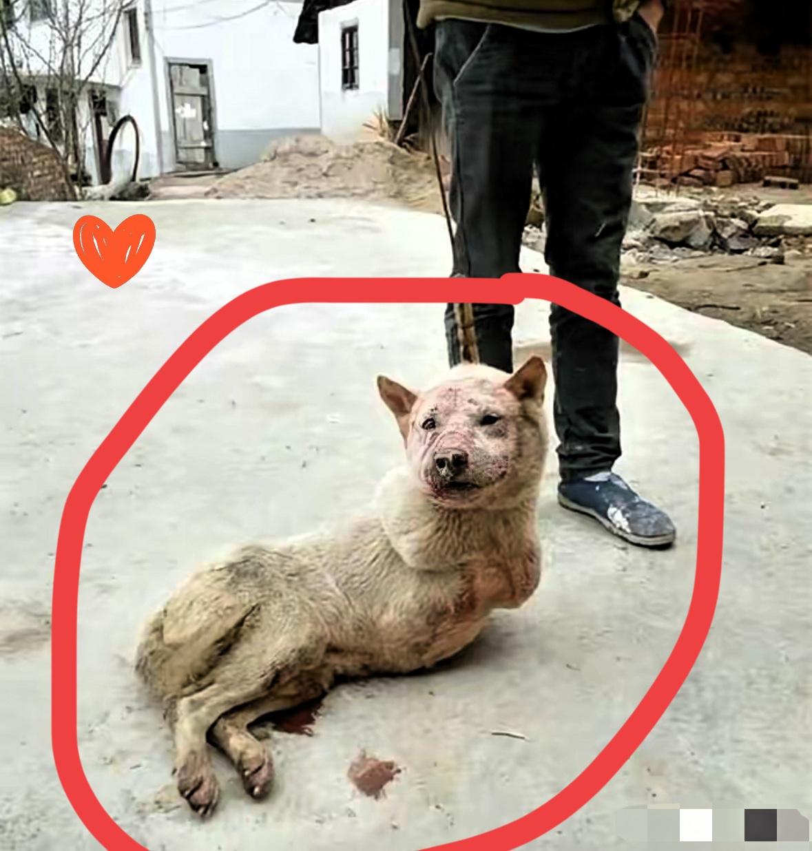 太可怜了！一位小哥哥每天骑电动车去城里上班，这天当他骑到一块油菜地附近的时候，看