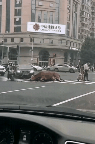 股民对那辆奔驰群情激愤，怒不可遏!股民1：牛进证券公司去上会儿班，就那么难吗？