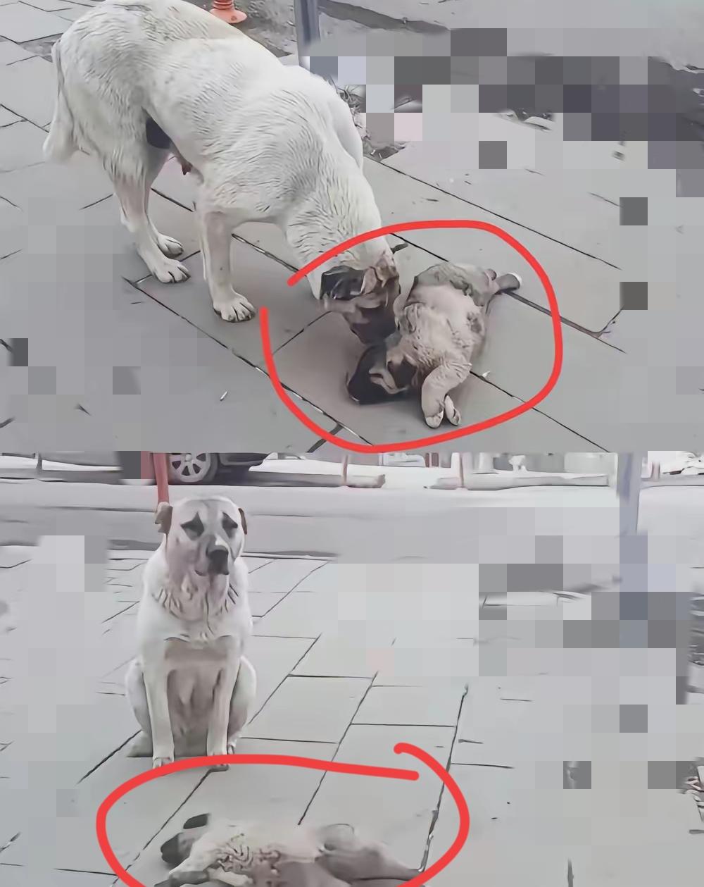 真的被早餐店主那一脚踹得心里发寒！两只缩在角落讨口剩饭的毛孩子，连