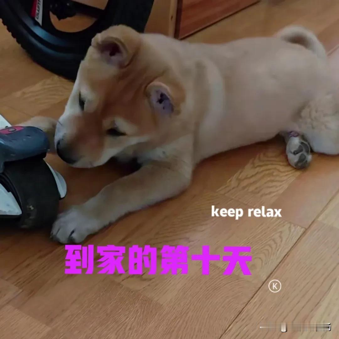 网上买的田园犬，到家的第十天，不幸的事情还是发生了。前两天发现小狗有点流鼻涕，但