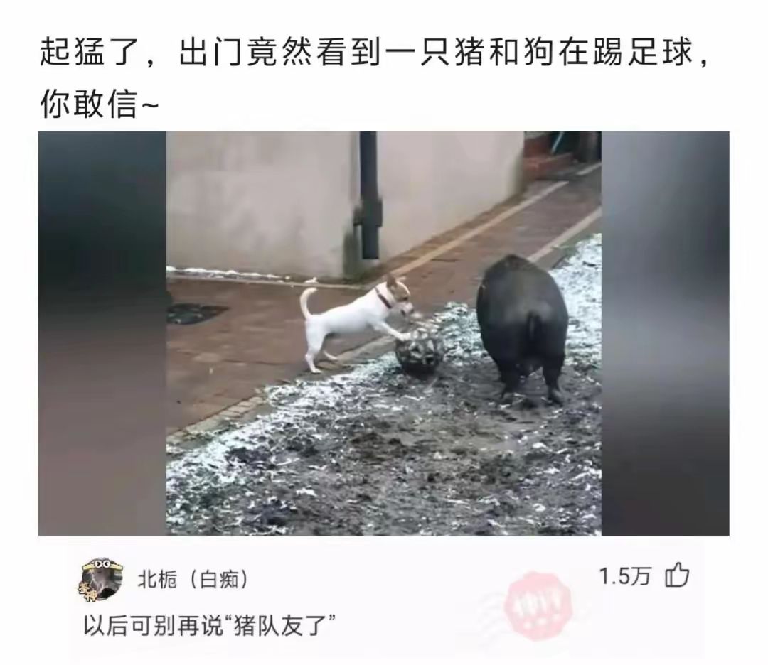 以后可别再说猪队友了
