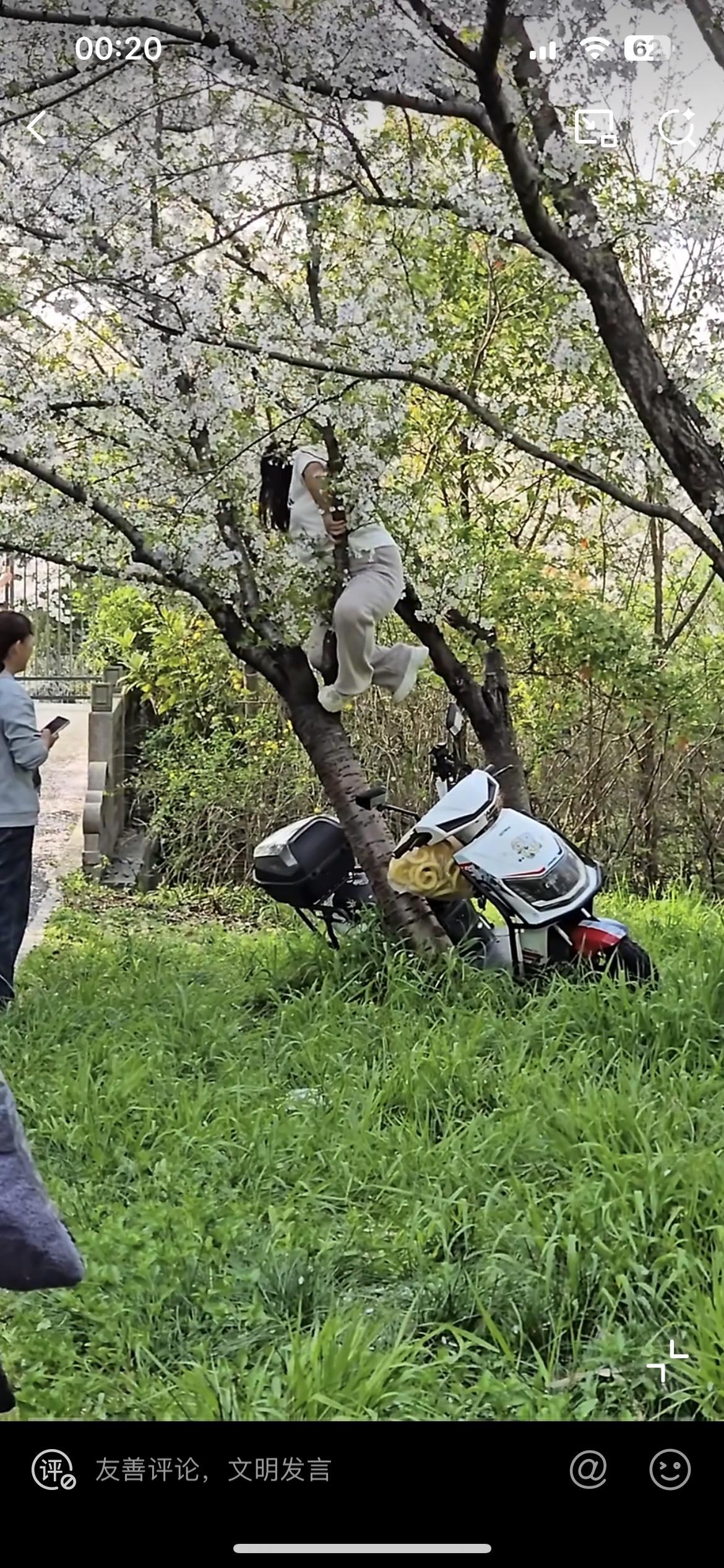 上海一胖仙女竟然压塌了一棵樱花树，就为了拍一张照片，知道闯祸人就拍屁股跑了。事发