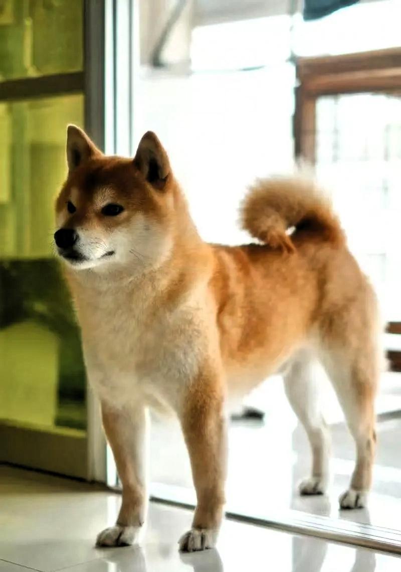 一只养了4年、每天喂进口罐头和鲜煮鸡胸的40斤柴犬，就因为主人出差回来先去抱了猫