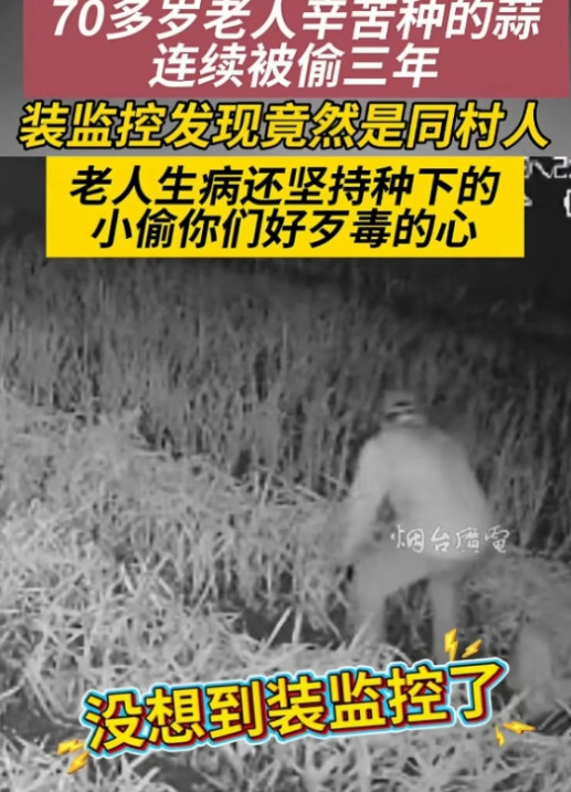 山东烟台，有位70岁的大爷，种的大蒜可遭了殃，连续三年被偷。头一年小偷还留了点，