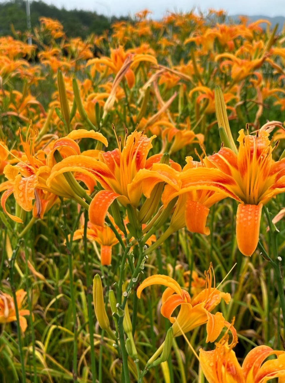 忘忧草种植1、选盆与土壤：盆栽选一个深度至少30厘米的宽口盆，底部垫上陶粒或碎石